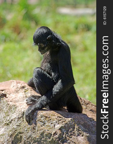 Spider Monkey from South America Sitting on Rock.