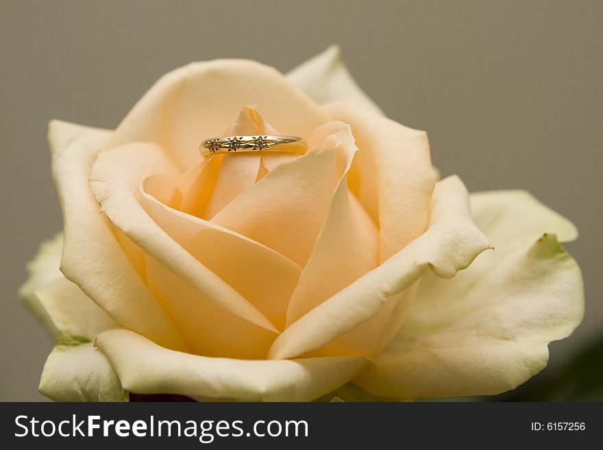 Diamond ring in yellow rose on grey background. Diamond ring in yellow rose on grey background