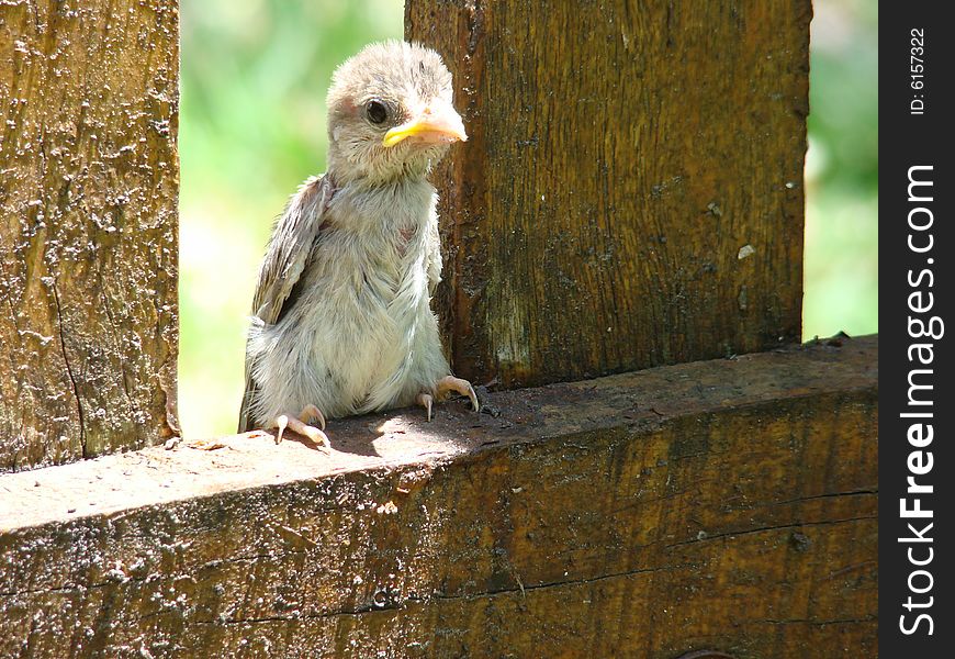 Little pigeon in the fence of my house