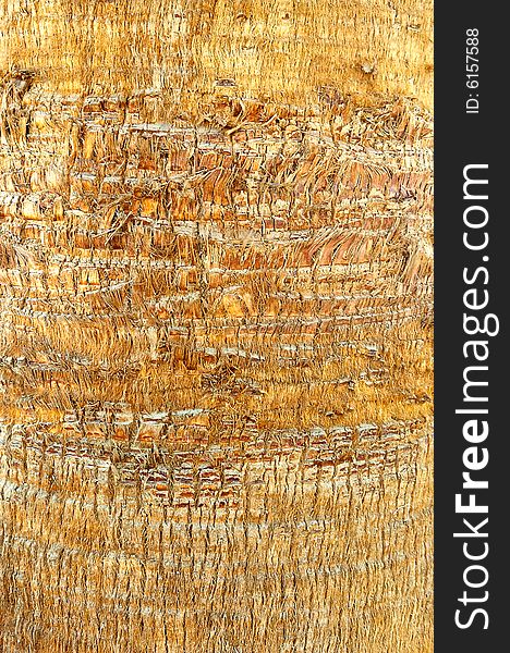 Structure bark of palm. Exotic and tropical country. Structure bark of palm. Exotic and tropical country.