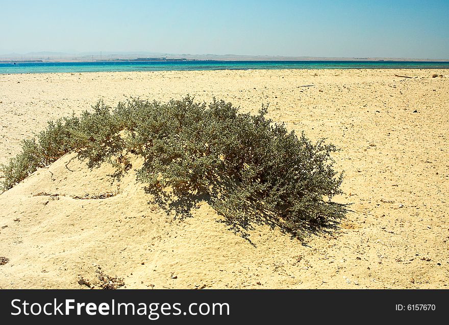 Desert in the Red sea.