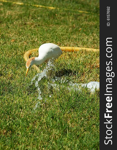 Wild bird drink water.