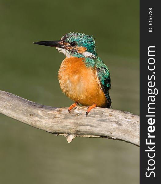 Kingfisher (Alcedo atthis) sitting on branch.