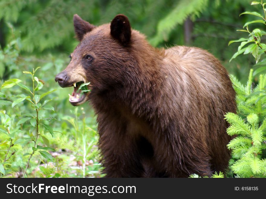 Black bear showing his teeth, Canadian Rocky Mountain