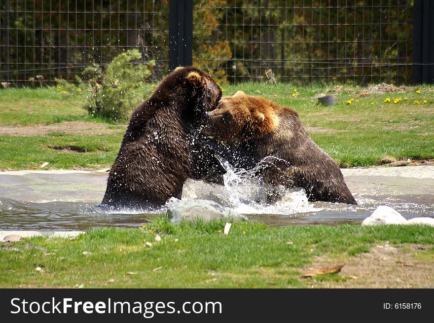 Grizzly Bears at Play in the water