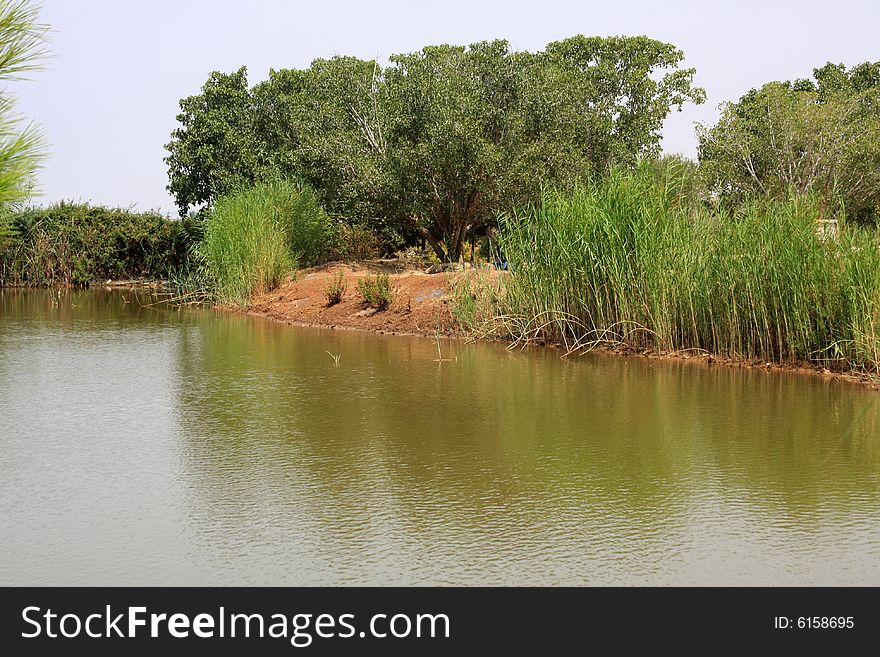 Reeds growing by the side of a pond