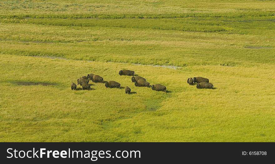 Bison walking on the green field in the Yellowstone National Park. Bison walking on the green field in the Yellowstone National Park.