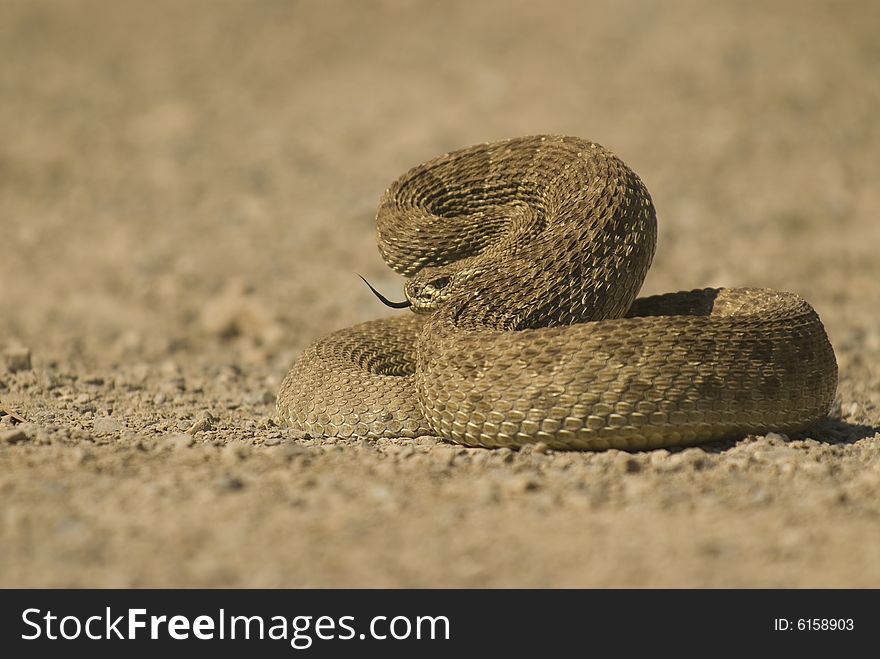 Angry Rattlesnake showing its tongue in defense.