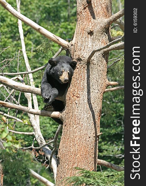 Angry bear perched on a tree in Canada forest. Angry bear perched on a tree in Canada forest.