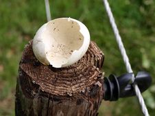 Broken Egg On Wood Royalty Free Stock Photography Broken Egg On Wood Royalty Free Stock Photography