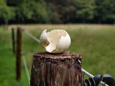 Broken Egg On Wood Royalty Free Stock Photos