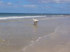 Dog By Seaside Stock Photos