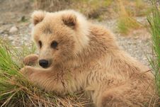 Grizzly Bear Cub III Stock Photos