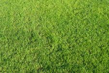 Green Grass Field Stock Photography Green Grass Field Stock Photography