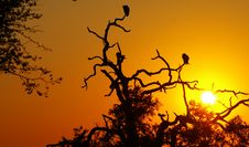Vultures At Sunset Royalty Free Stock Photos Vultures At Sunset Royalty Free Stock Photos