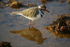 Threebanded Plover Royalty Free Stock Image Threebanded Plover Royalty Free Stock Image