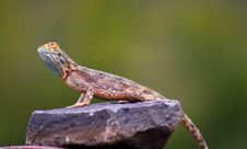 Lizard On Rock Royalty Free Stock Images
