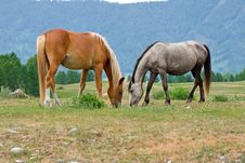 Two Horses Royalty Free Stock Photos Two Horses Royalty Free Stock Photos