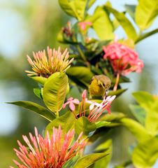 Sunbird Feeding On Ixora Stock Image Sunbird Feeding On Ixora Stock Image