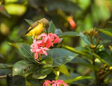 Sunbird Feeding On Ixora Stock Photography Sunbird Feeding On Ixora Stock Photography