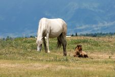 Horse With Foal Stock Image Horse With Foal Stock Image