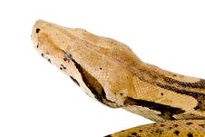 Head Of A Boa Stock Images