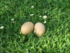 Eggs Stock Photo Eggs Stock Photo