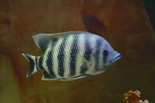 Big Tropical Fish In Aquarium Stock Images