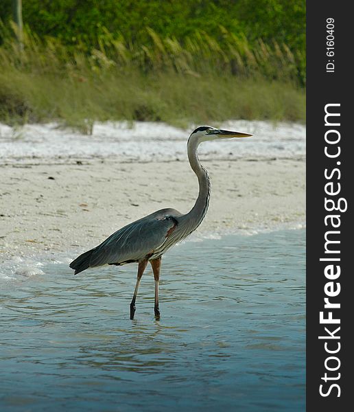 Wading bird on the Florida coast