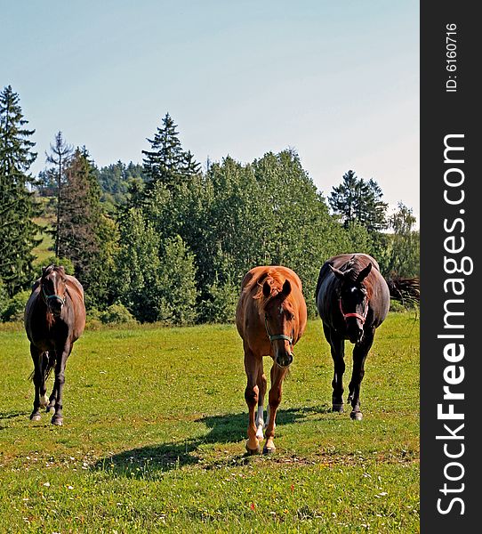 three horses are walking on a meadow
