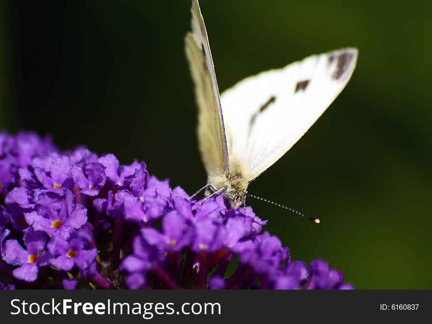 A cabbage white butterfly sitting in a lilac flower