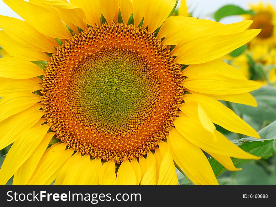 Bright yellow sunflower close up on a background field