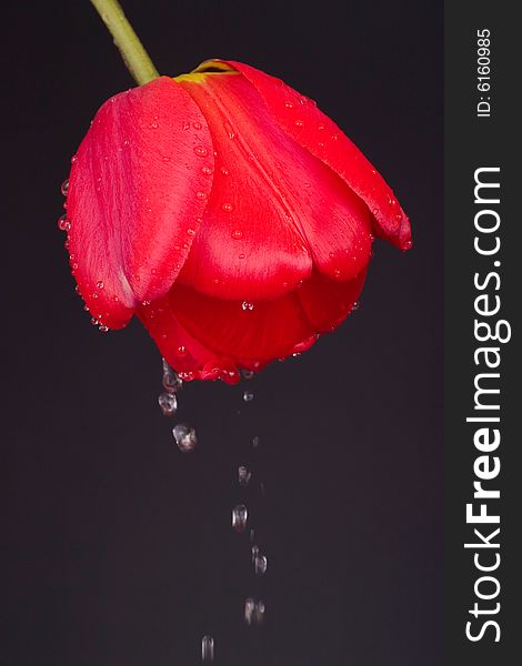 Red tulip with water drops. Red tulip with water drops