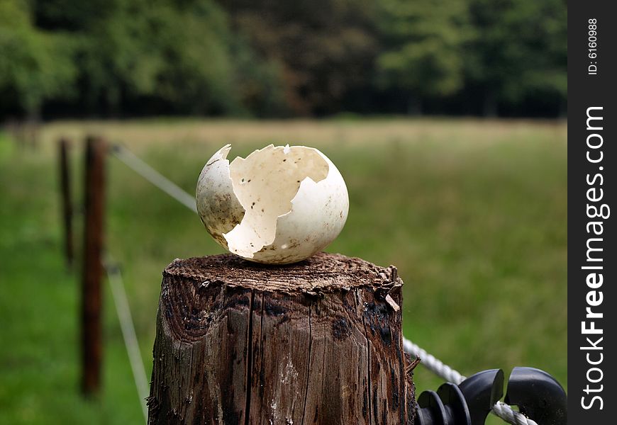 Broken egg on wood