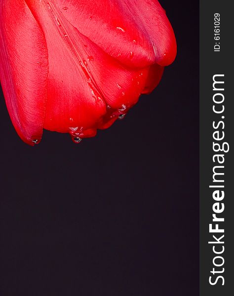 Red tulip with water drops. Red tulip with water drops