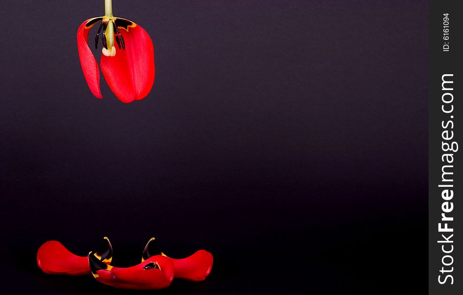 Red tulip with dropped petals. Red tulip with dropped petals