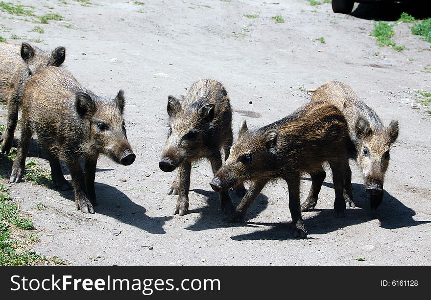 Cubs of a wild boar on walk
