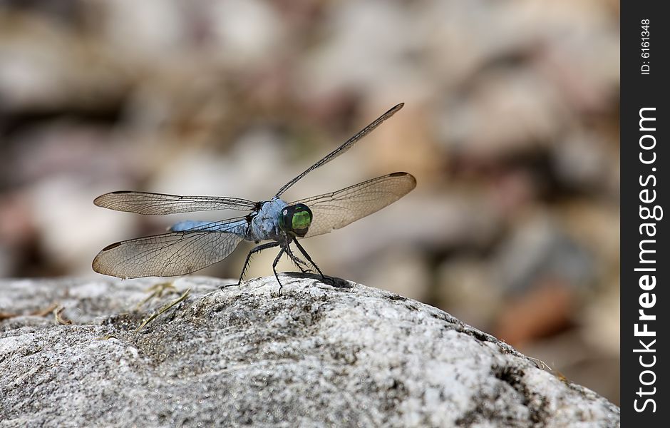 Blue dasher dragonfly standing on a rock