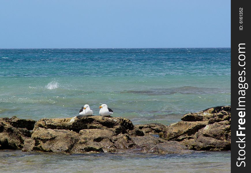 Two Seabirds By The Deep Blue Ocean