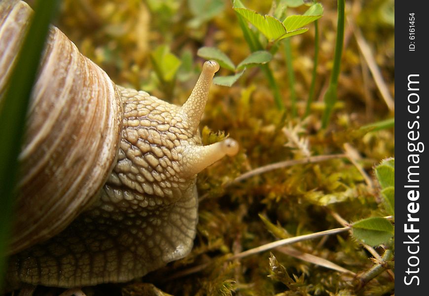 Snail on the grass in a forest