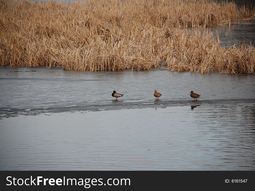 Ducks On The Lakes Path