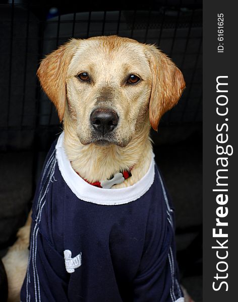 A wet labrador puppy wearing a t-shirt to dry her off. A wet labrador puppy wearing a t-shirt to dry her off