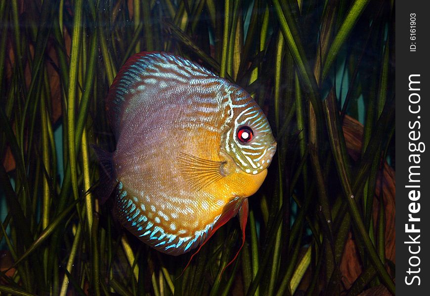 Colurful discus fish in aquirium