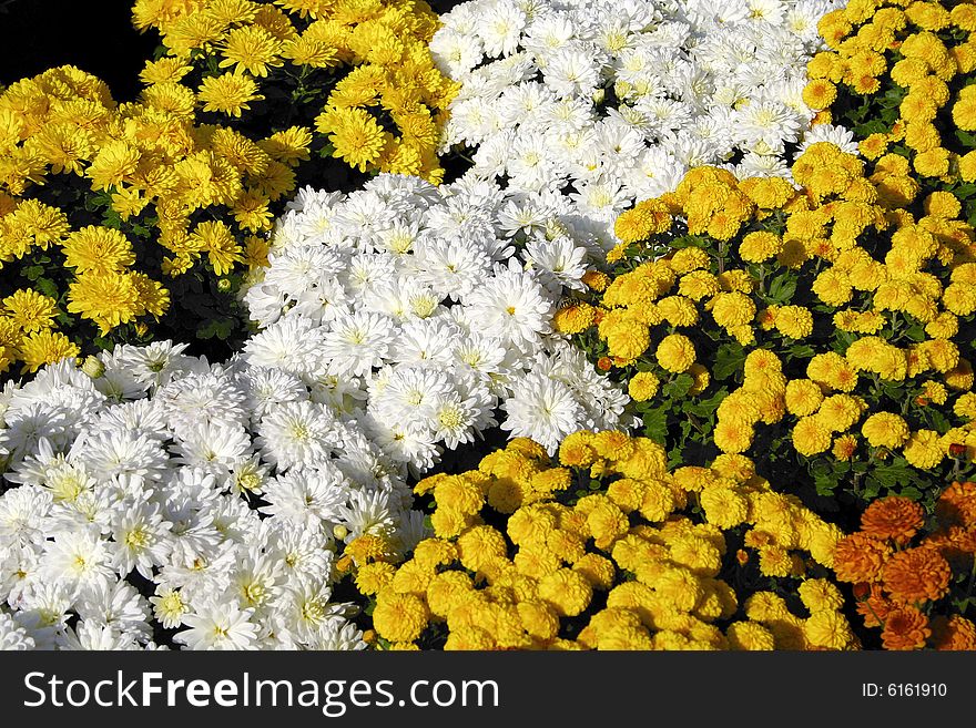 Beautiful autumn colorful daisy for background