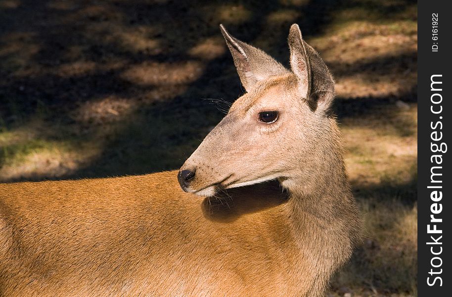 Close-up of Mule Deer doe looking back.