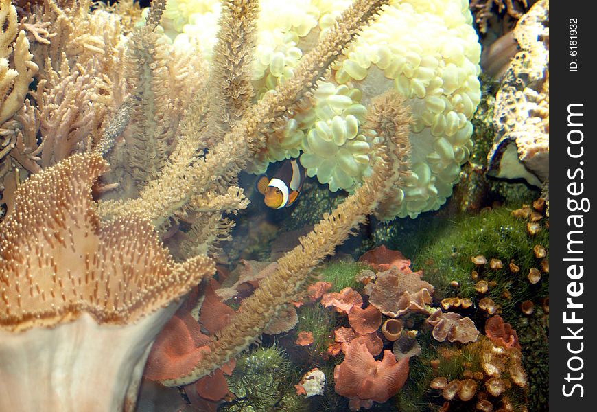 A clown fish in aquirium