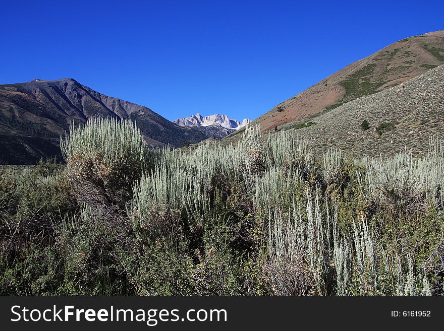 View of Sawtooth Ridge from the sagebrush in Bridgeport, California in the Eastern High Sierras. View of Sawtooth Ridge from the sagebrush in Bridgeport, California in the Eastern High Sierras.