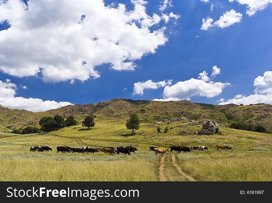 Hilly landscape with trees, yellow grass ,white clouds and cows. Hilly landscape with trees, yellow grass ,white clouds and cows