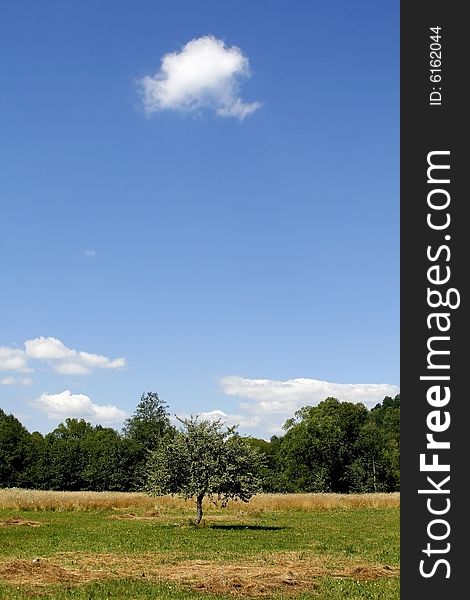 Summer landscape - green fields, the blue sky