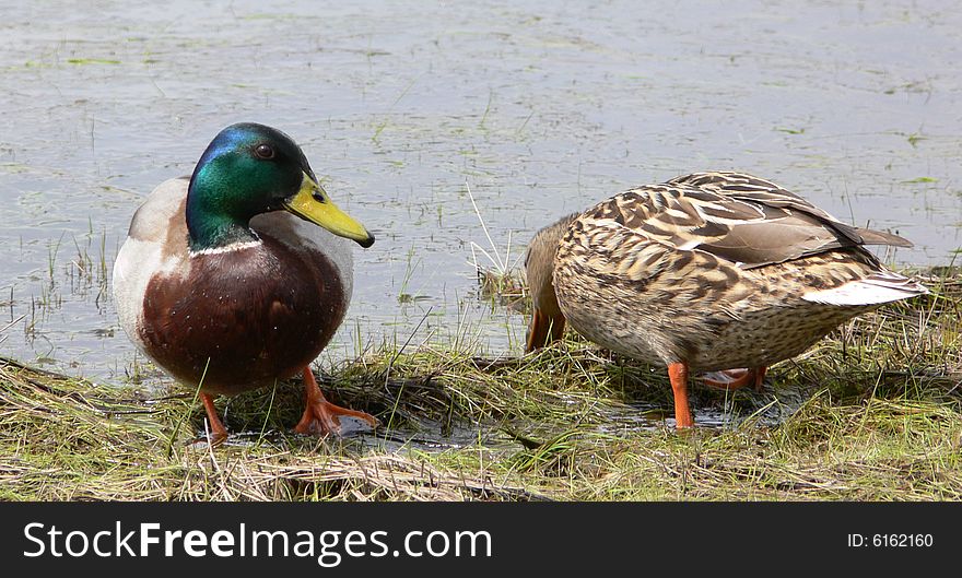 two ducks by nuture watter